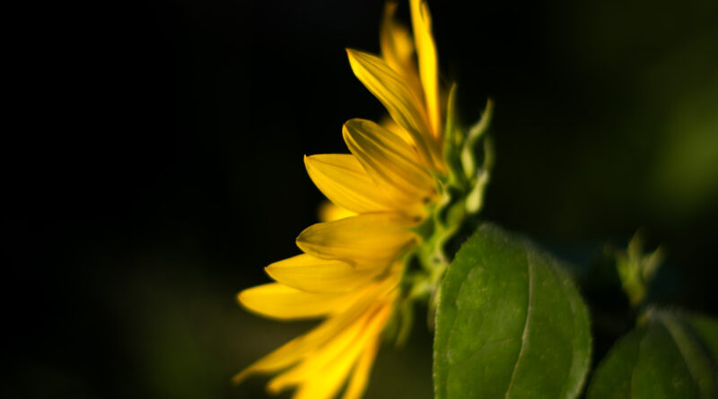 Sunflower with Dark Background
