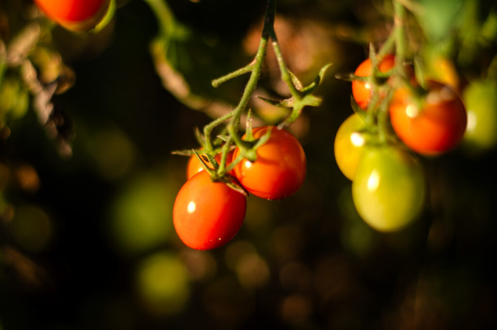 Ripening Tomatoes