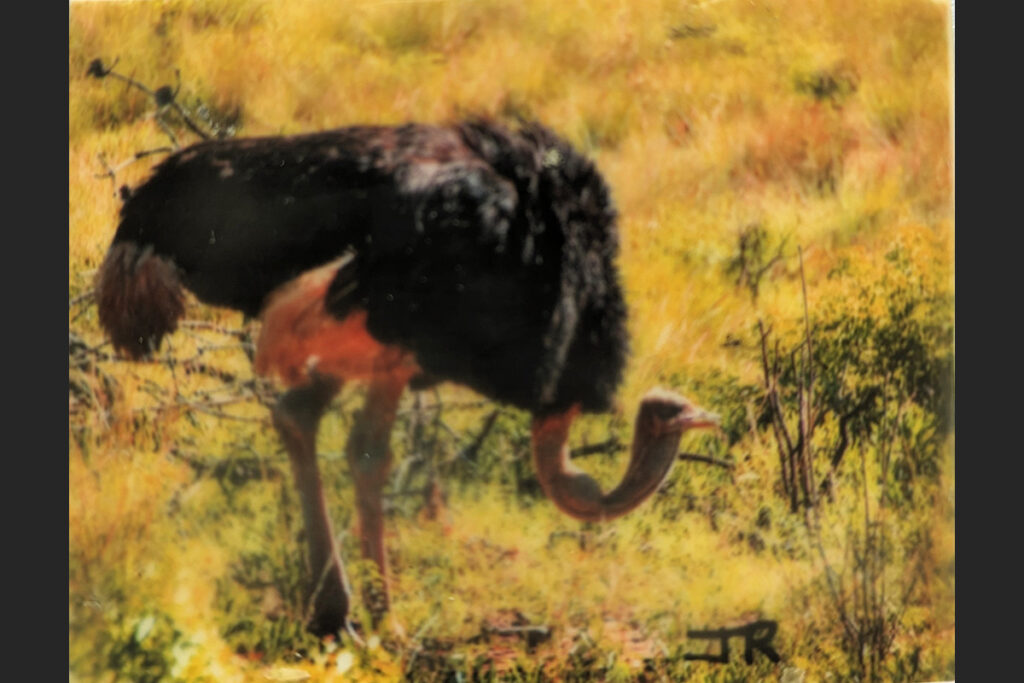Heads Up • Ostrich, Entibeni Wildlife Refuge, South Africa (2.5" x 5.3")