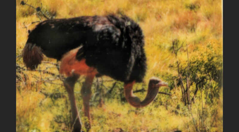 Heads Up • Ostrich, Entibeni Wildlife Refuge, South Africa (2.5" x 5.3")