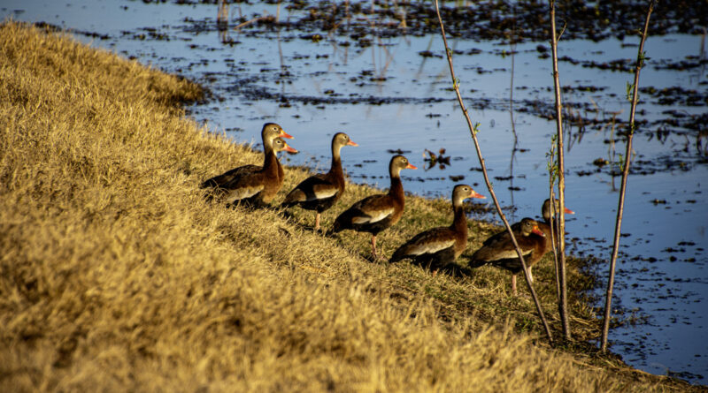 Black-Bellied Whistling Ducks all lined up