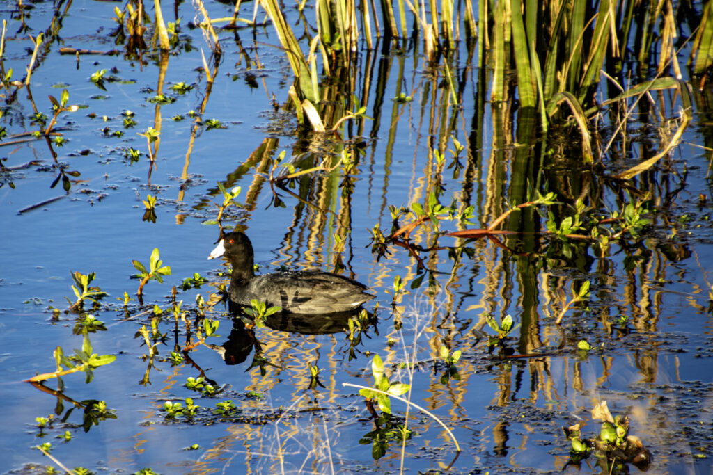 American Coot (AKA Mud Hen)