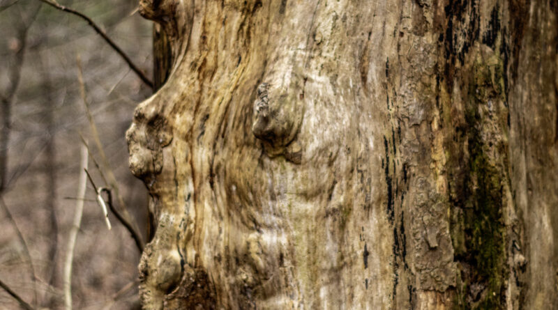 Face on a Dead Tree