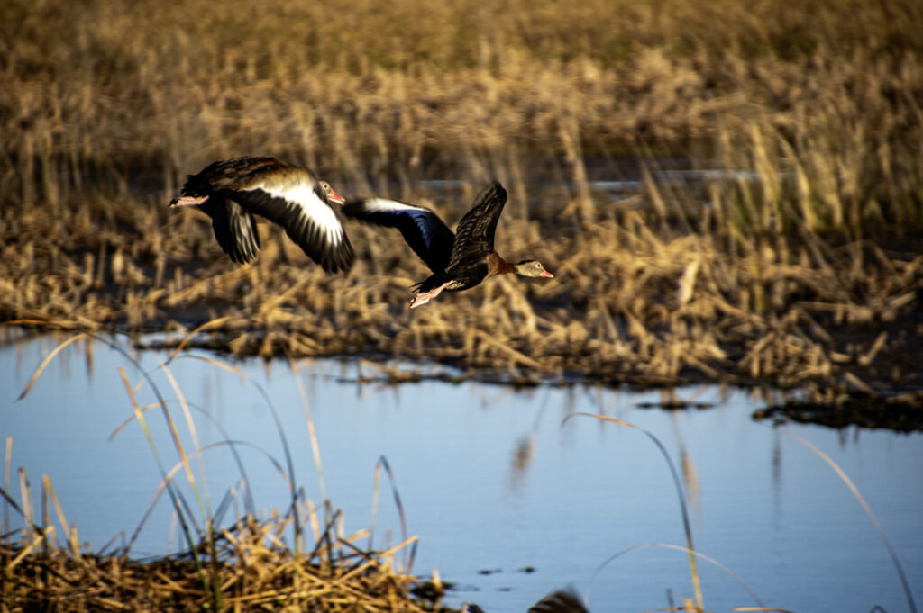 In Flight (Black-Bellied Whistling Ducks)