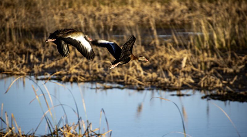 In Flight (Black-Bellied Whistling Ducks)
