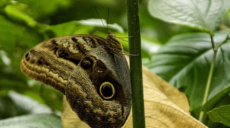 Owl Butterfly-caligo oileus