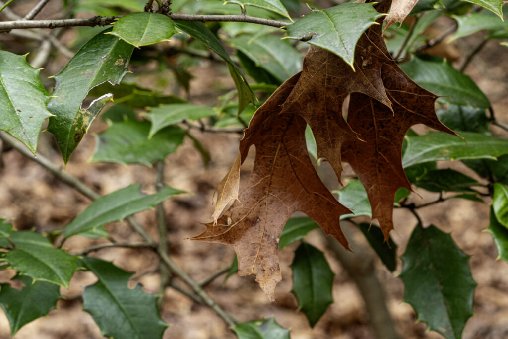 Pin Oak Leaves with Holly