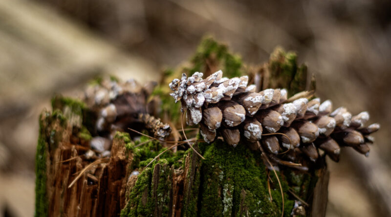 Pine Cone and Moss