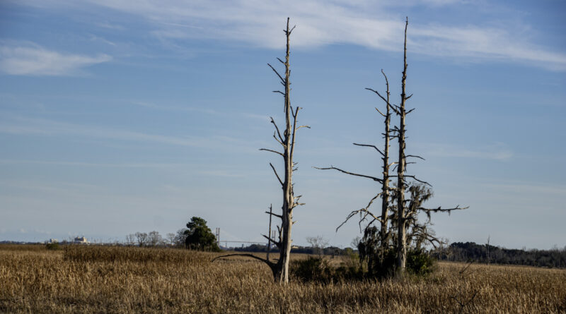 Savannah Wildlife Refuge (Three denuded cypress trees)
