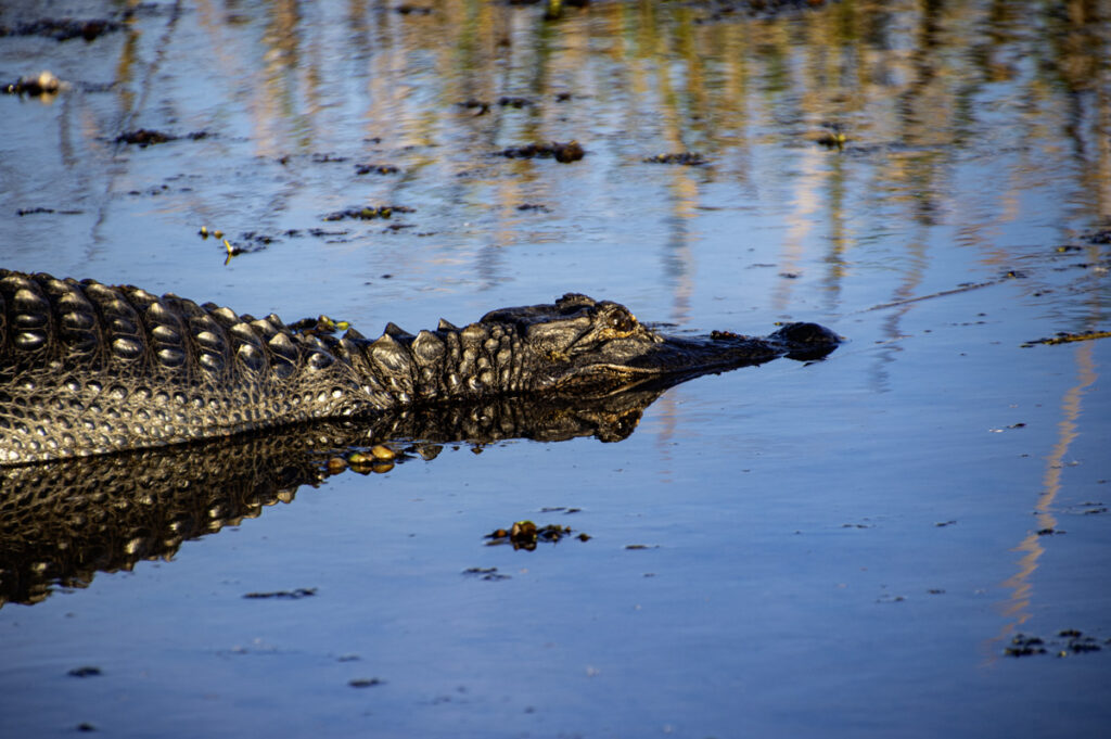 Gator Sunning