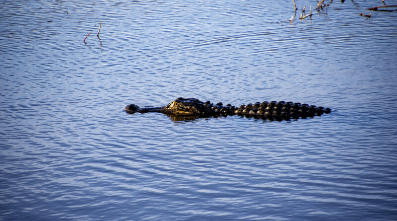 Gator Swimming