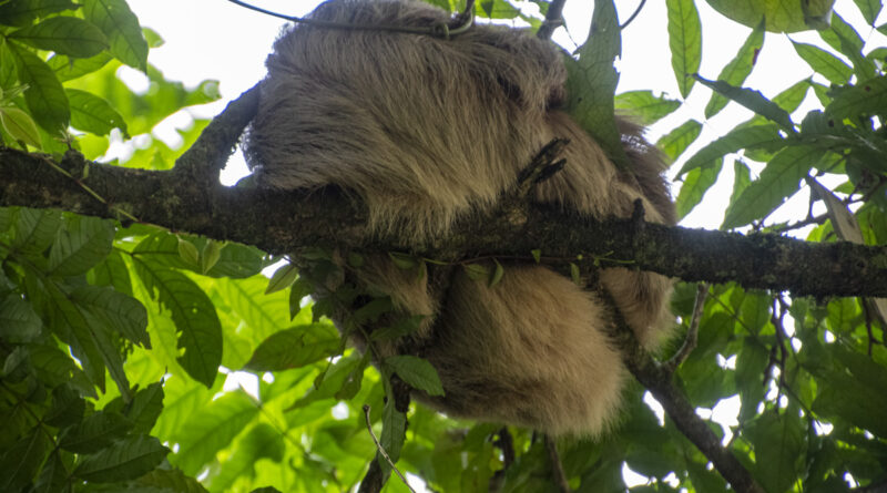 three toed sloth sleeping in a tree
