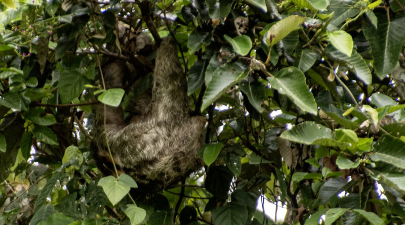 three toed sloth Hanging