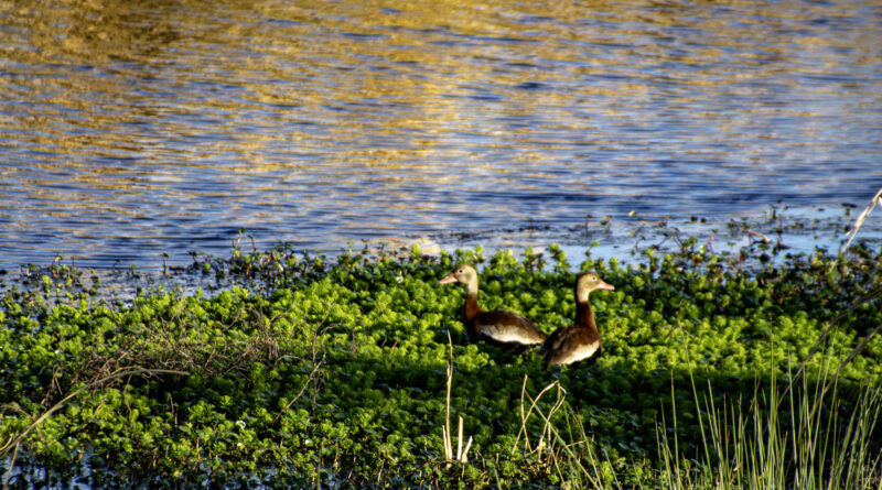 Which Way Should We Go? (A pair of Black-Bellied Whistling Ducks facing opposite ways)