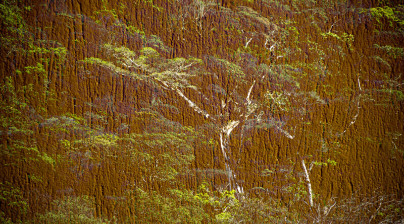 Monteverde Multiple exposures - tree textures 2