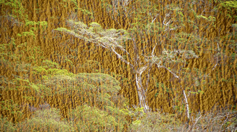 Monteverde Multiple exposures - tree textures 5