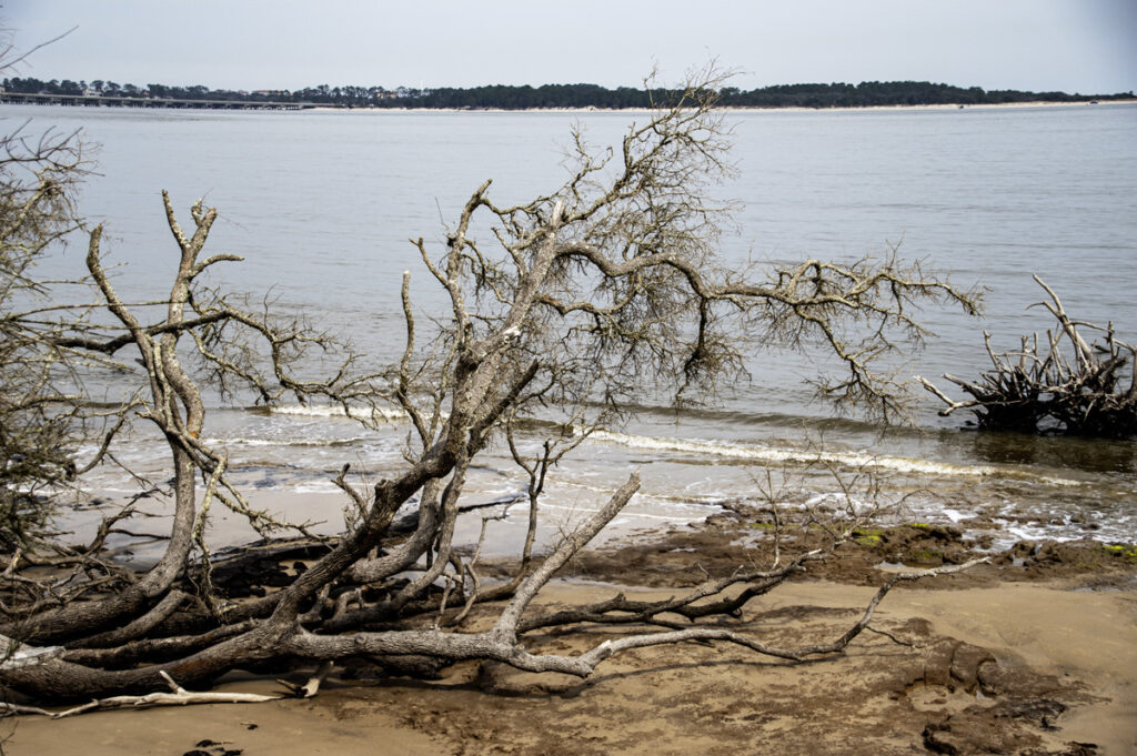 Adrift, uprooted tree on beach Amelia Island, Jacksonville, FL