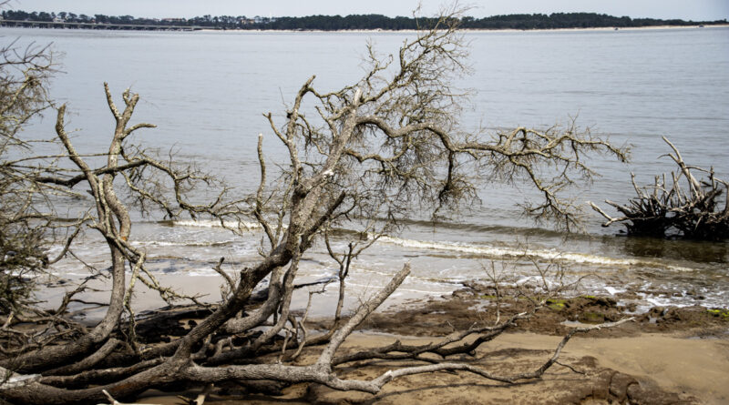 Adrift, uprooted tree on beach Amelia Island, Jacksonville, FL