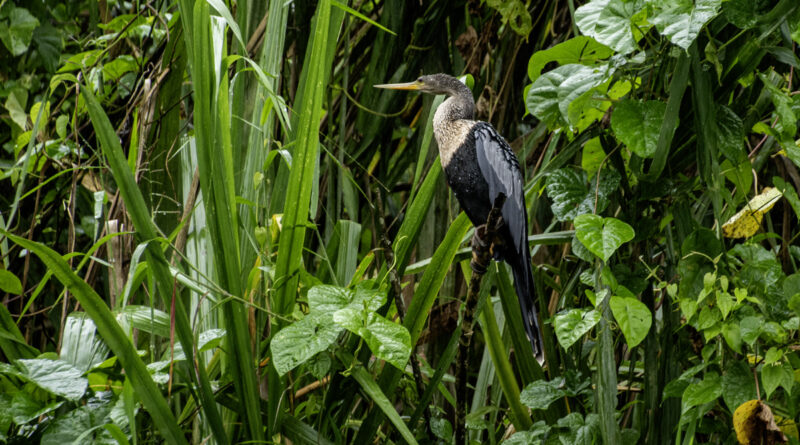 Anhinga perched on the shore