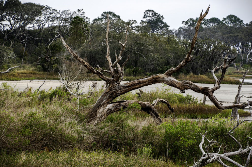 Arched, Amelia Island, Jacksonville, FL