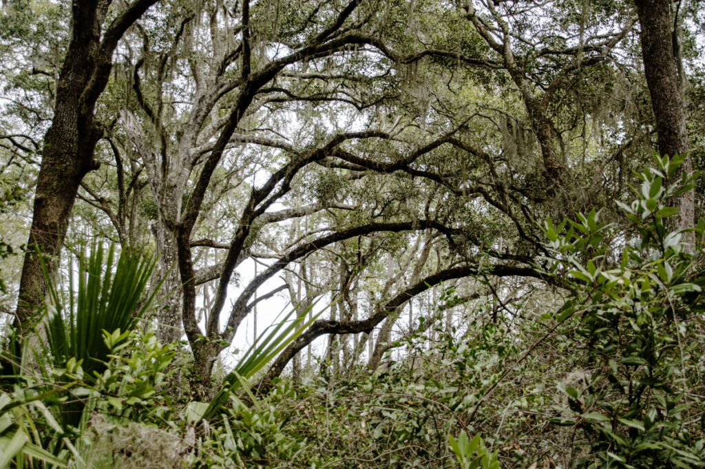 Repeating Arches in forested area near the beach Amelia Island, Jacksonville, FL