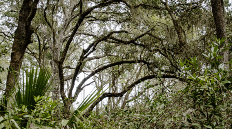 Repeating Arches in forested area near the beach Amelia Island, Jacksonville, FL