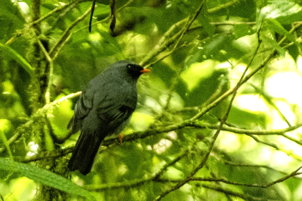 Black faced Solitaire