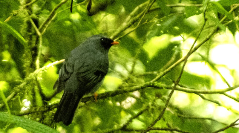 Black faced Solitaire