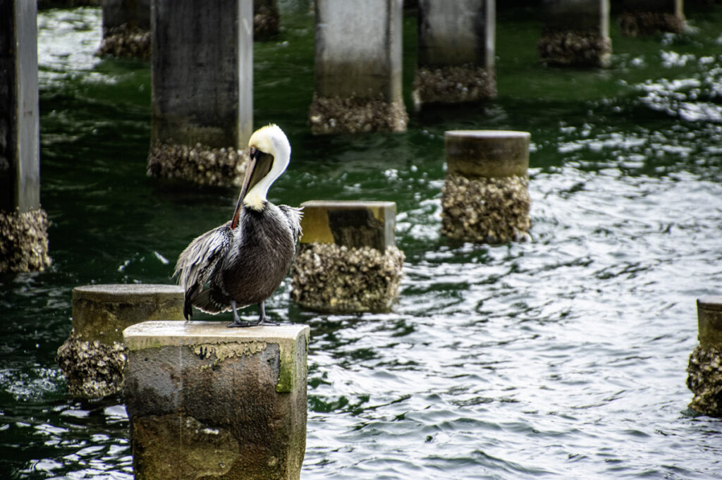 Brown Pelican Scratching St. Petersburg, FL Pier and Marina