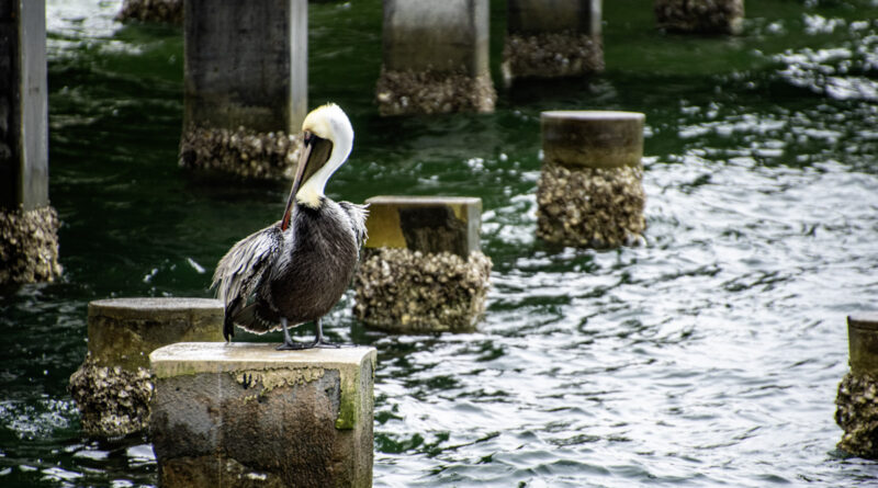 Brown Pelican Scratching St. Petersburg, FL Pier and Marina