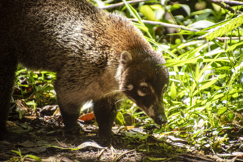 Coati close up