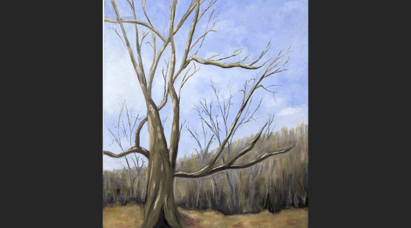 Great Sycamore at Peters Creek • 18 x 24 Oil on Gallery wrapped Canvas