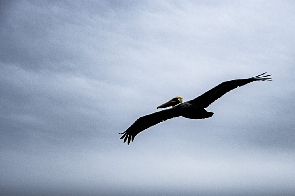 Brown Pelican In Flight St. Petersburg, FL Pier and Marina