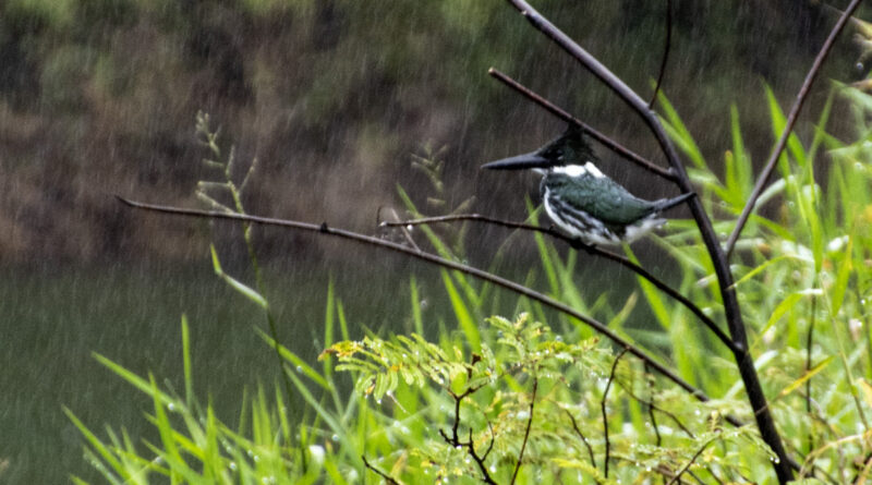 Green Kingfisher (F) in the rain in a tree