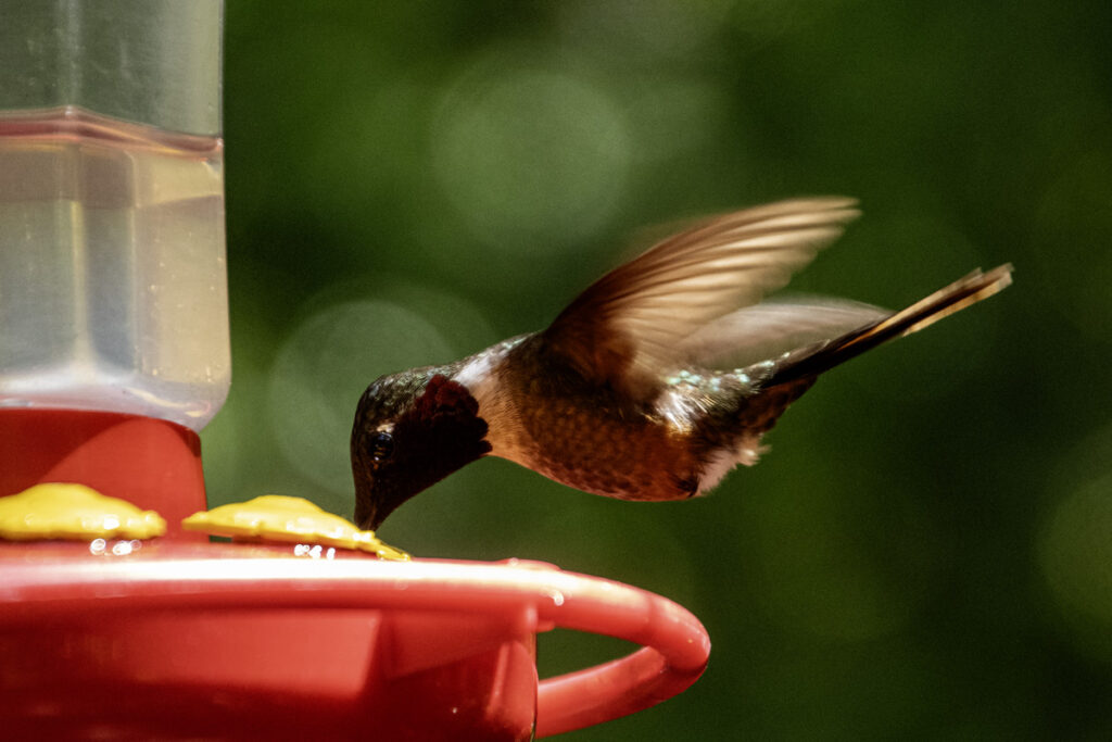 Magenta throated woodstar