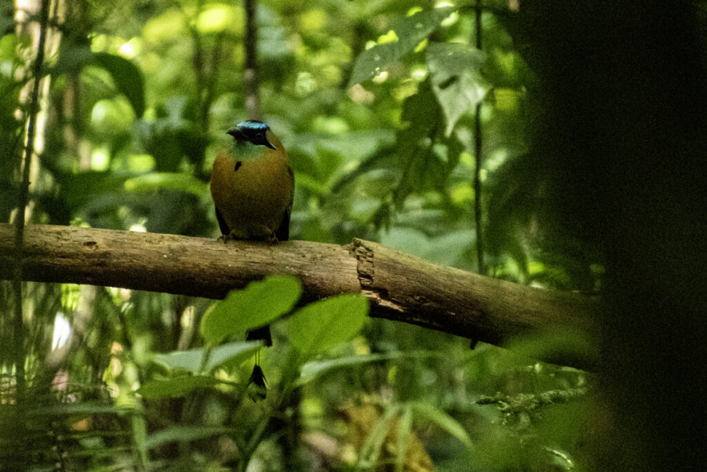 Motmot on broken branch