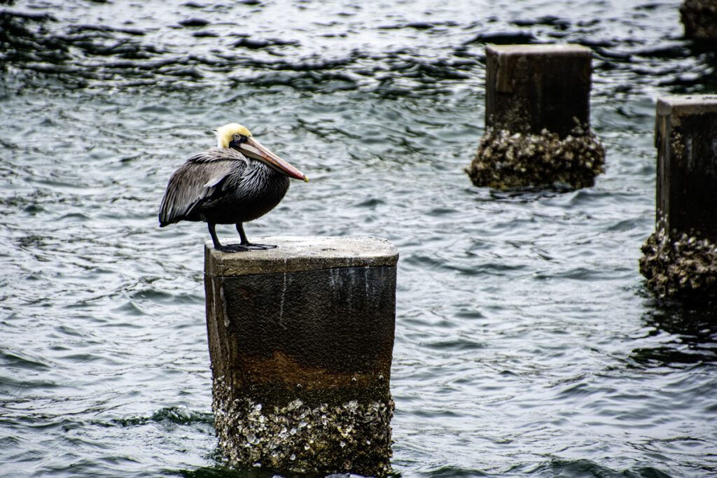 Puffed Up Brown Pelican on Piling St. Petersburg, FL Pier and Marina