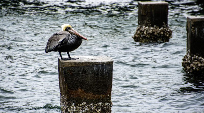 Puffed Up Brown Pelican on Piling St. Petersburg, FL Pier and Marina
