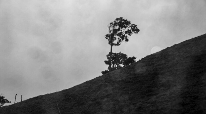 rainy day ride to monteverde - tree on a slope
