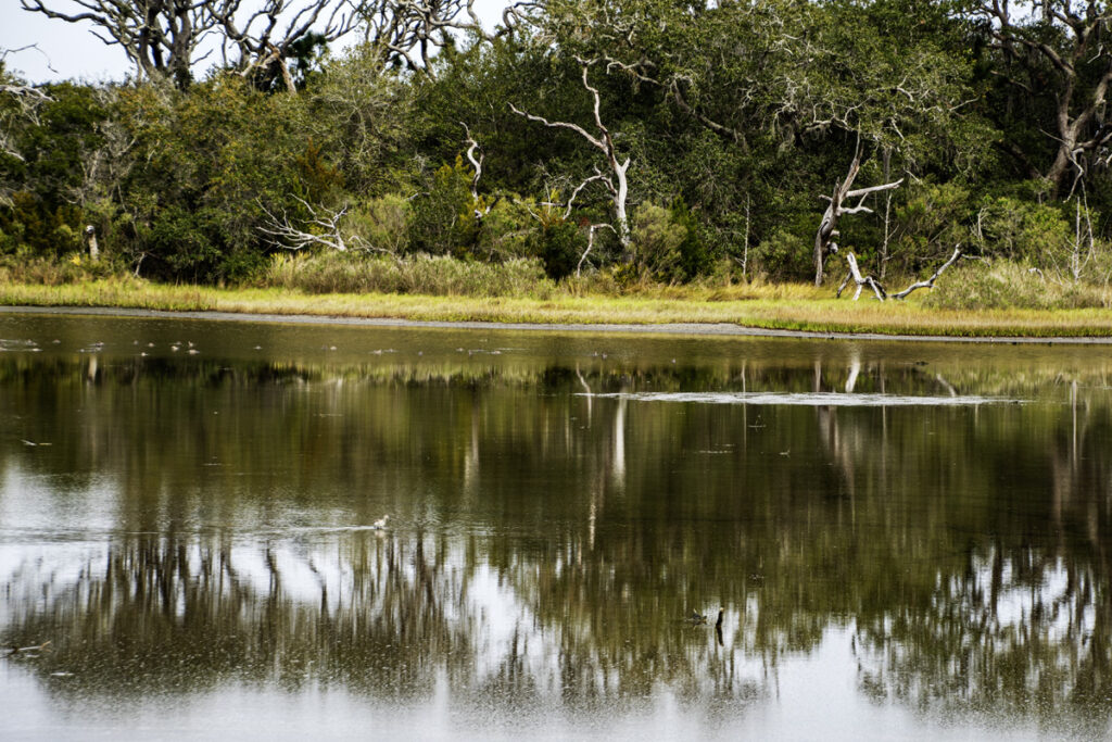 Natural Reflections, Wildlife area Amelia Island, Jacksonville, FL