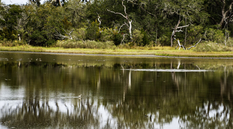 Natural Reflections, Wildlife area Amelia Island, Jacksonville, FL