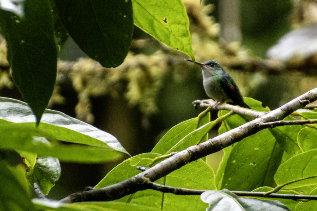 Stripe-tailed Hummingbird