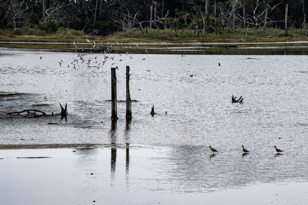 Three Wading Birds Amelia Island, Jacksonville, FL