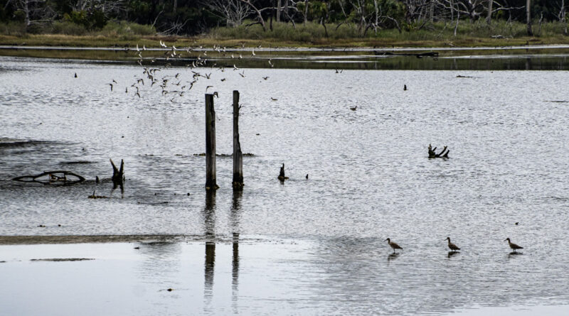 Three Wading Birds Amelia Island, Jacksonville, FL