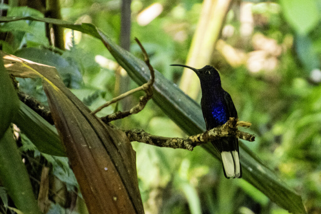 Velvet Purple Coronet