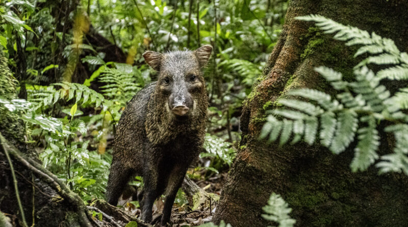 Face to Face with a Wild Boar