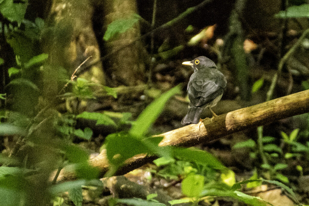 Yellow-legged Thrush